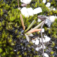 Calandrinia sp. at Morton National Park - 5 Jan 2024 02:26 PM