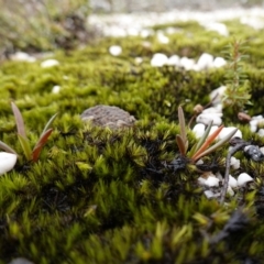 Calandrinia sp. at Morton National Park - 5 Jan 2024 02:26 PM