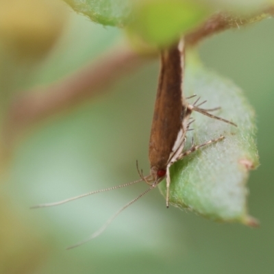 Lecithocera (genus) (A Gelechioid moth) at Broulee Moruya Nature Observation Area - 5 Jan 2024 by LisaH