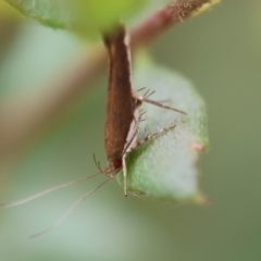 Lecithocera (genus) at Moruya, NSW - suppressed