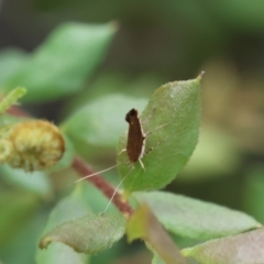 Lecithocera (genus) at Moruya, NSW - suppressed