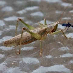 Austrosalomona falcata (Katydid) at Moruya, NSW - 6 Jan 2024 by LisaH