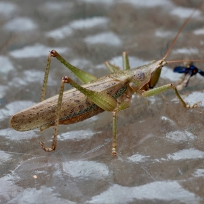 Austrosalomona falcata (Katydid) at Moruya, NSW - 5 Jan 2024 by LisaH