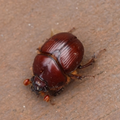 Unidentified Scarab beetle (Scarabaeidae) at Broulee Moruya Nature Observation Area - 5 Jan 2024 by LisaH