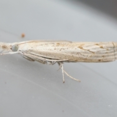 Culladia cuneiferellus (Crambinae moth) at Moruya, NSW - 5 Jan 2024 by LisaH