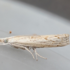 Culladia cuneiferellus at Moruya, NSW - suppressed