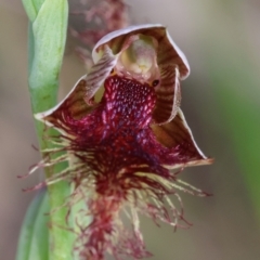 Calochilus sp. aff. gracillimus (Beard Orchid) at Moruya, NSW - 5 Jan 2024 by LisaH