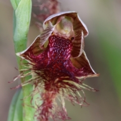 Calochilus sp. aff. gracillimus (Beard Orchid) at Broulee Moruya Nature Observation Area - 5 Jan 2024 by LisaH