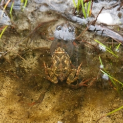 Crinia sp. (genus) (A froglet) at Morton National Park - 5 Jan 2024 by RobG1