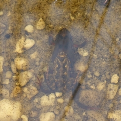 Crinia sp. (genus) at Morton National Park - 5 Jan 2024