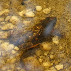 Crinia sp. (genus) at Morton National Park - 5 Jan 2024