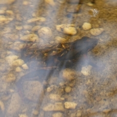 Crinia sp. (genus) at Morton National Park - 5 Jan 2024