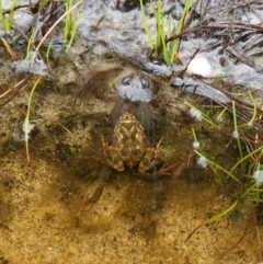 Crinia sp. (genus) at Morton National Park - 5 Jan 2024