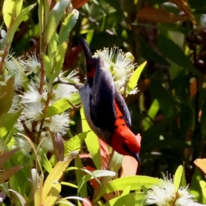 Myzomela sanguinolenta at Moruya, NSW - suppressed