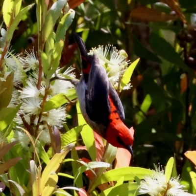 Myzomela sanguinolenta (Scarlet Honeyeater) at Broulee Moruya Nature Observation Area - 6 Jan 2024 by LisaH