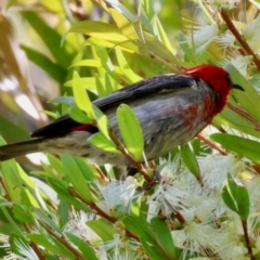 Myzomela sanguinolenta at Moruya, NSW - 6 Jan 2024