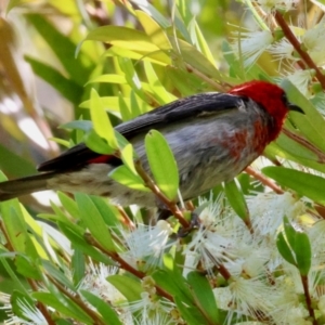 Myzomela sanguinolenta at Moruya, NSW - suppressed