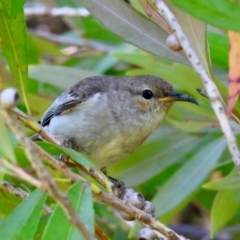 Myzomela sanguinolenta at Moruya, NSW - 6 Jan 2024