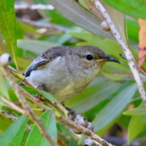 Myzomela sanguinolenta at Moruya, NSW - 6 Jan 2024