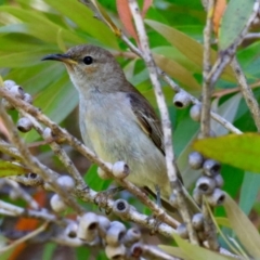 Myzomela sanguinolenta at Moruya, NSW - 6 Jan 2024