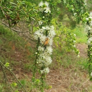 Apis mellifera at Jerrabomberra Wetlands (JWT) - 1 Dec 2023 10:38 AM