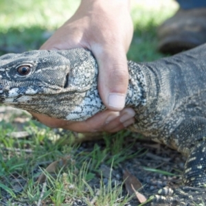 Varanus rosenbergi at Namadgi National Park - 13 Dec 2017