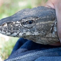 Varanus rosenbergi (Heath or Rosenberg's Monitor) at Namadgi National Park - 13 Dec 2017 by DonFletcher