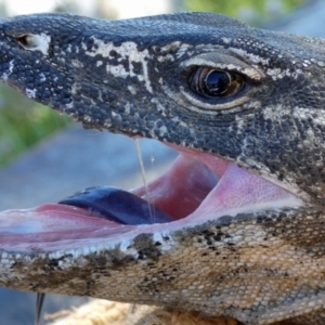 Varanus rosenbergi at Namadgi National Park - suppressed