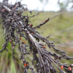 Gahnia clarkei (Tall Saw Sedge) at Porters Creek, NSW - 5 Jan 2024 by RobG1