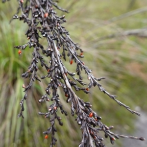 Gahnia clarkei at Morton National Park - 5 Jan 2024