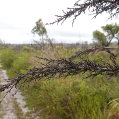 Gahnia clarkei at Morton National Park - 5 Jan 2024 02:47 PM