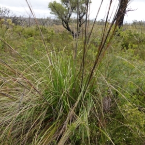 Gahnia clarkei at Morton National Park - 5 Jan 2024 02:47 PM