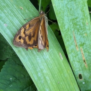 Heteronympha merope at Watson, ACT - suppressed