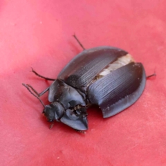 Pterohelaeus piceus (Pie-dish beetle) at Bruce Ridge - 6 Jan 2024 by ConBoekel
