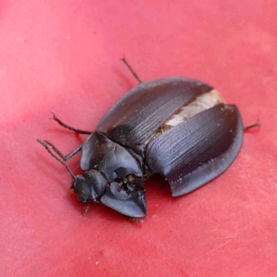 Pterohelaeus sp. (genus) (Pie-dish beetle) at Bruce Ridge - 6 Jan 2024 by ConBoekel