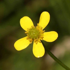 Ranunculus lappaceus at Bruce Ridge - 6 Jan 2024