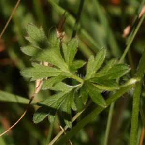 Ranunculus lappaceus at Bruce Ridge - 6 Jan 2024