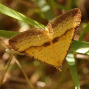 Anachloris subochraria at Bruce Ridge - 6 Jan 2024