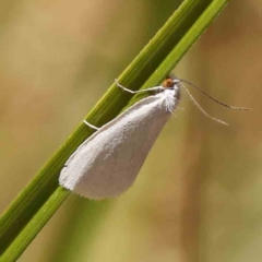 Tipanaea patulella (The White Crambid moth) at Bruce Ridge - 6 Jan 2024 by ConBoekel