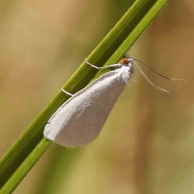 Tipanaea patulella (A Crambid moth) at O'Connor, ACT - 6 Jan 2024 by ConBoekel