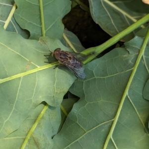 Dasybasis sp. (genus) at Watson Green Space - 6 Jan 2024