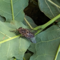 Dasybasis sp. (genus) at Watson Green Space - 6 Jan 2024