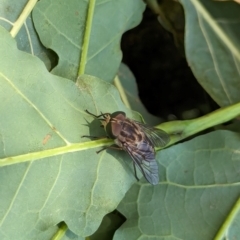 Dasybasis sp. (genus) at Watson Green Space - 6 Jan 2024 02:42 PM