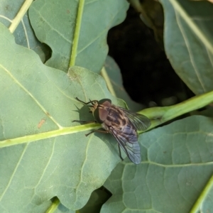 Dasybasis sp. (genus) at Watson Green Space - 6 Jan 2024