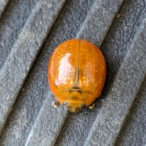 Paropsisterna cloelia at Watson Green Space - 6 Jan 2024 02:43 PM