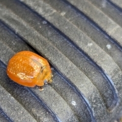 Paropsisterna cloelia at Watson Green Space - 6 Jan 2024