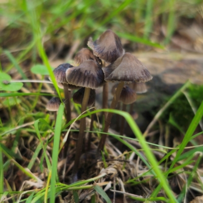 Mycena sp. at Captains Flat, NSW - 6 Jan 2024 by Csteele4