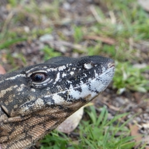 Varanus rosenbergi at Namadgi National Park - suppressed