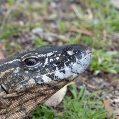 Varanus rosenbergi (Heath or Rosenberg's Monitor) at Namadgi National Park - 14 Dec 2017 by DonFletcher