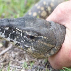 Varanus rosenbergi at Namadgi National Park - 14 Dec 2017